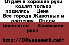 Отдам в хорошие руки козлят.только родились. › Цена ­ 20 - Все города Животные и растения » Отдам бесплатно   . Калмыкия респ.